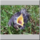 Turdus merula - Amsel jung-04.jpg